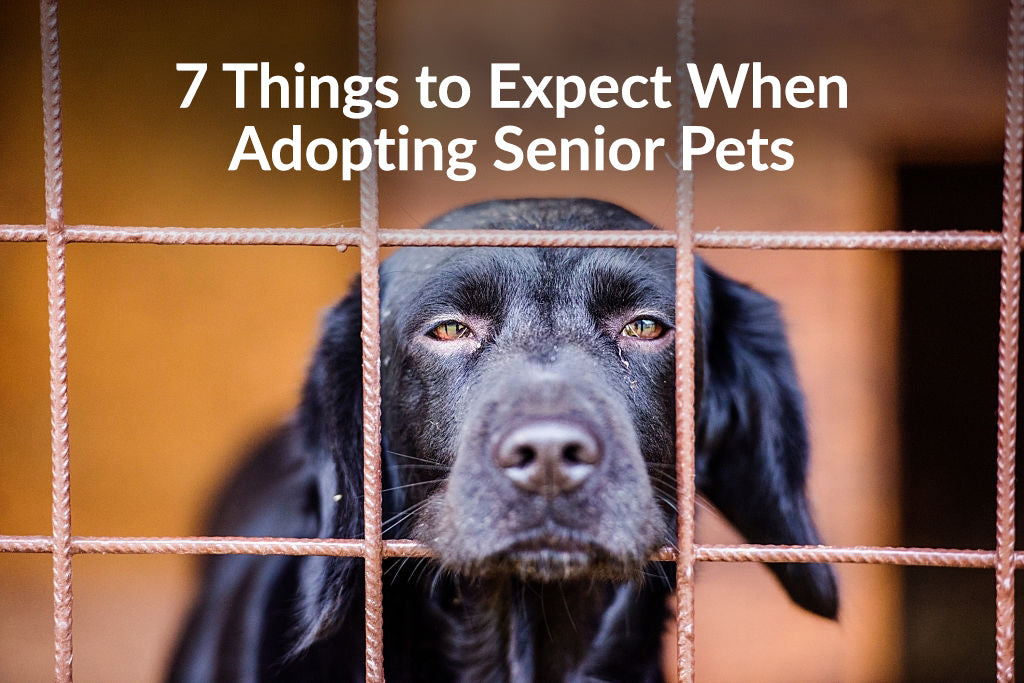 7 Things to Expect When Adopting Senior Pets