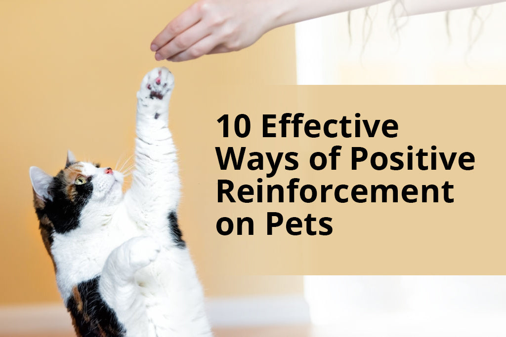 10 Effective Ways of Positive Reinforcement on Pets