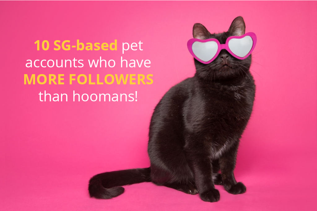 10 SG-based pet accounts who have more followers than hoomans!