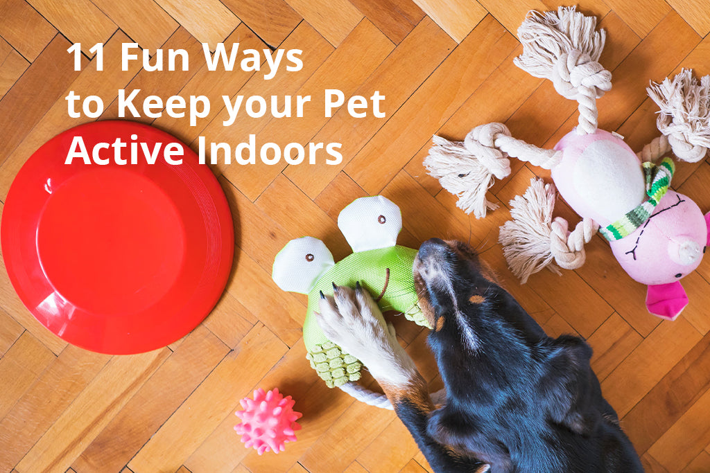 11 Fun Ways to Keep your Pet Active Indoors