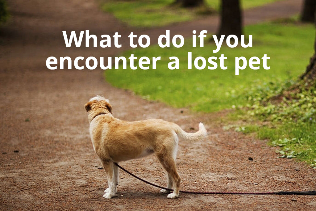 What to do if you encounter a lost pet
