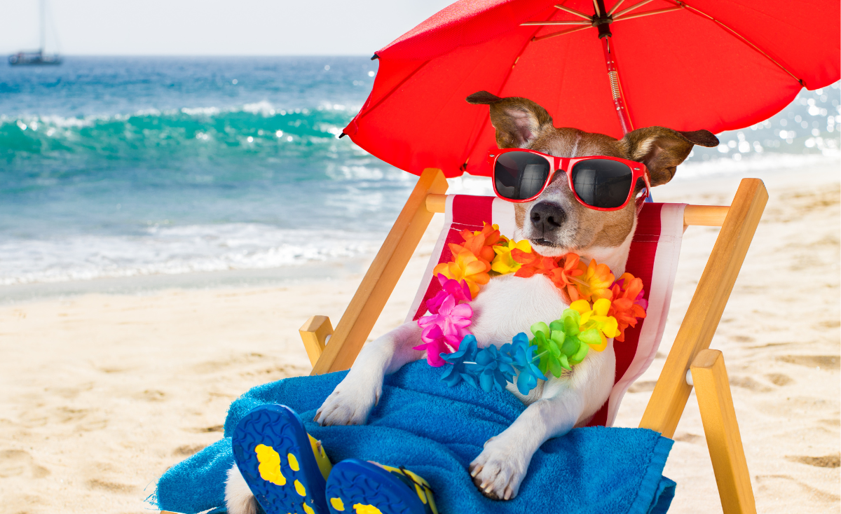 Paws & Heat: Fun Ways to Beat the Heat in Singapore With Your Pets