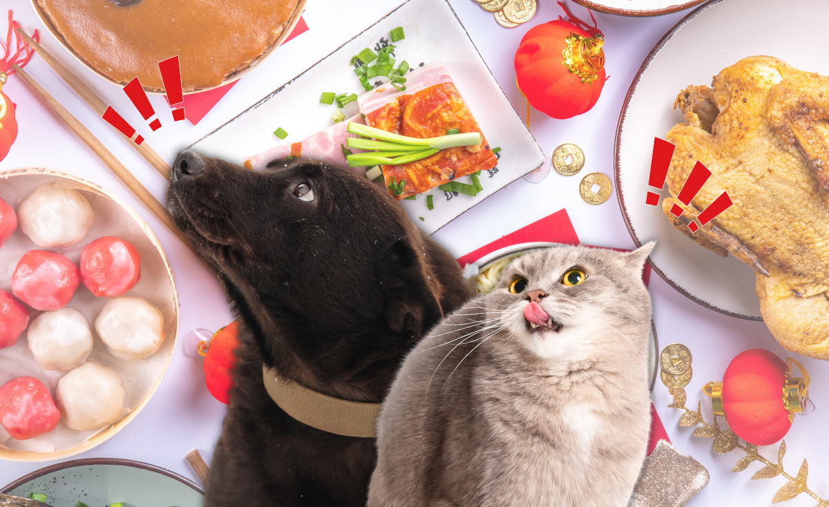 Celebrating Safely in Singapore: Chinese New Year Foods to Avoid for Your Dogs & Cats’ Health