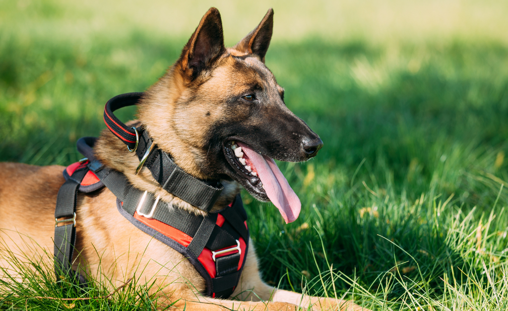 Seeing Beyond the Leash: Understanding Guide Dogs' Impact in Singapore