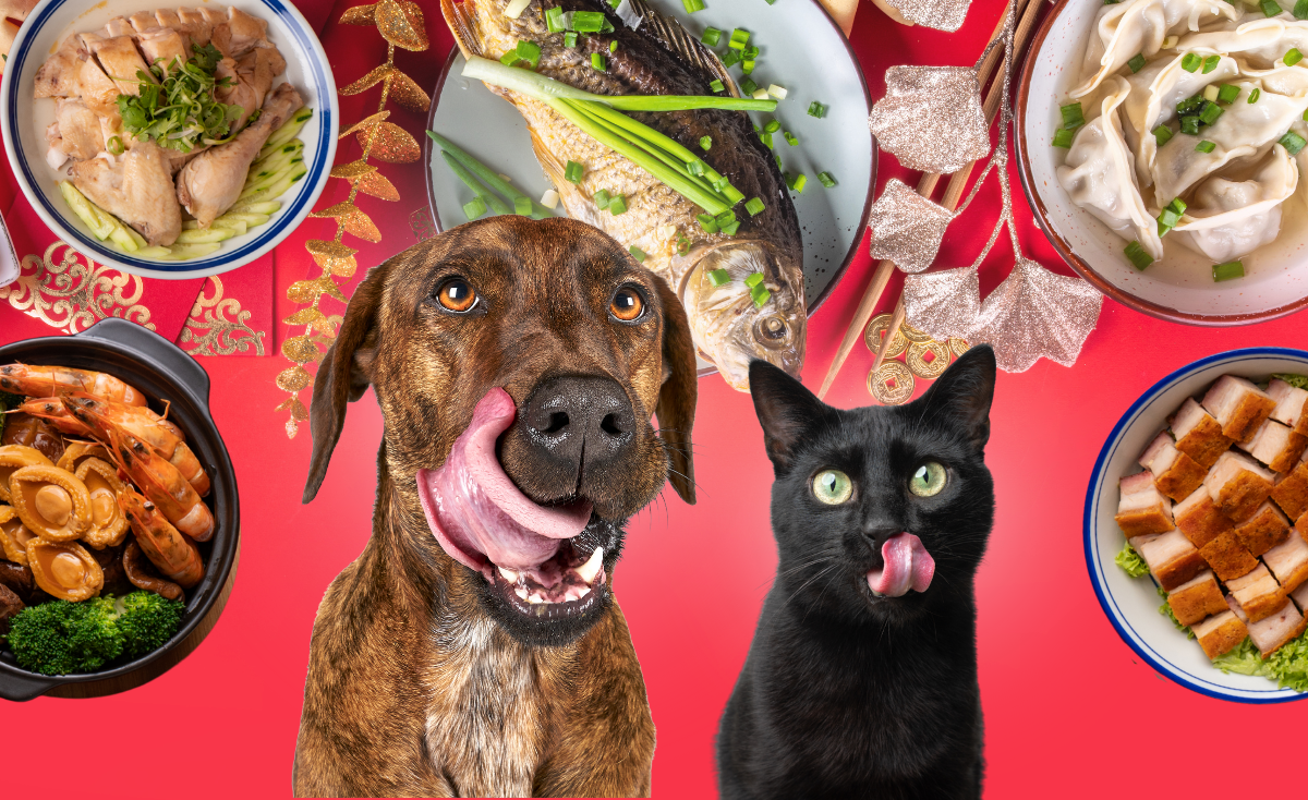 10 Chinese New Year Recipes/Foods For Dogs & Cats
