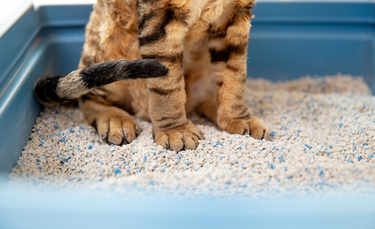 How to Choose the Right Cat Litter for Your Cat