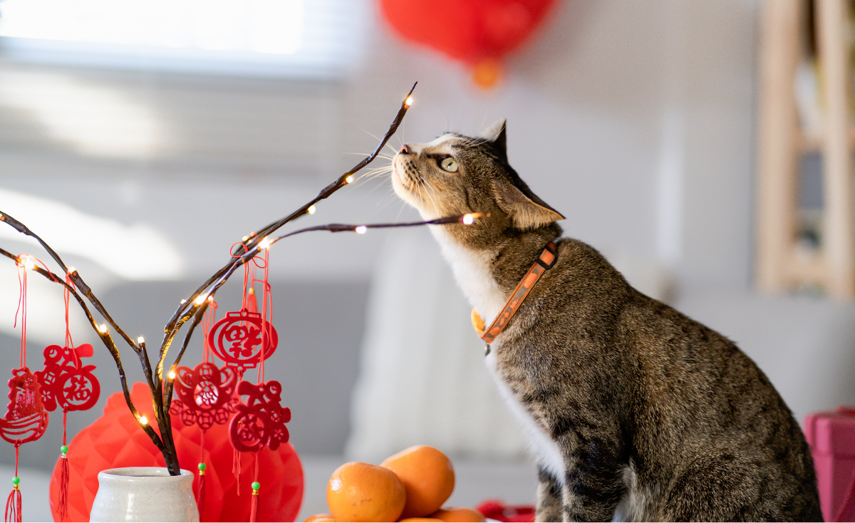7 Interesting Things To Do With Your Pets During Chinese New Year