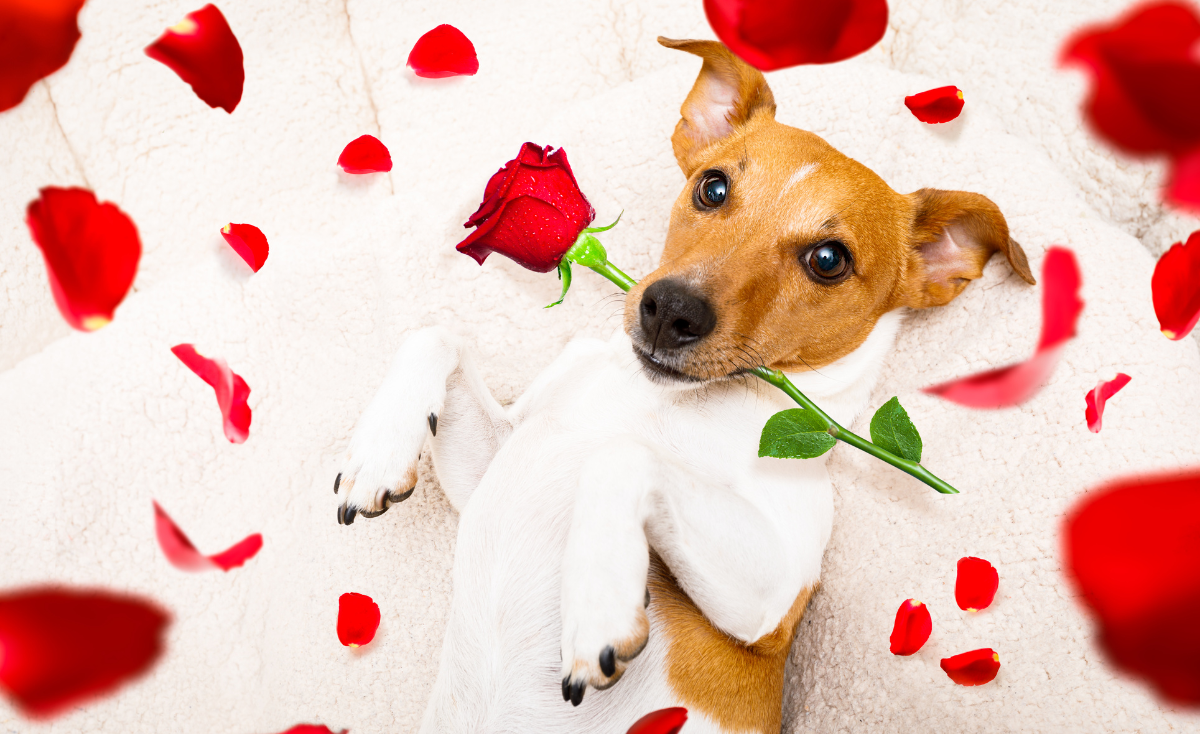 5 Valentine's Day Gift Ideas Cats & Dogs Will Surely Love