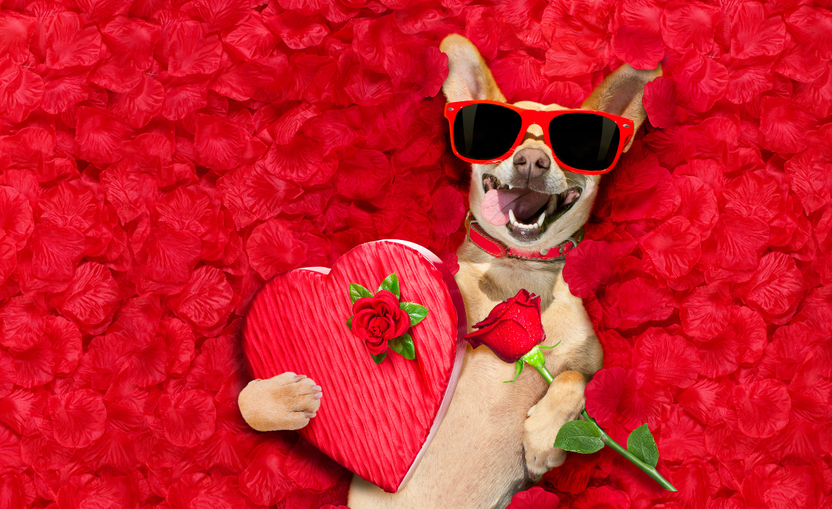 Celebrate Valentine's Day: Why Your Pet Makes the Perfect Date in Singapore