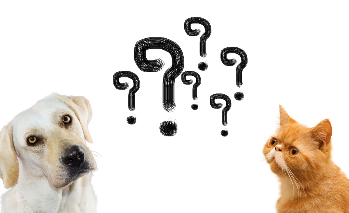 10 Common Myths You Should Stop Believing About Your Pet