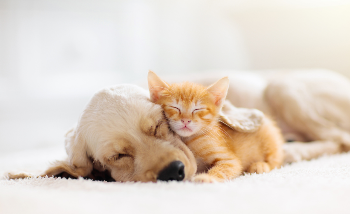 10 Interesting Facts About Your Pet's Sleeping Habits