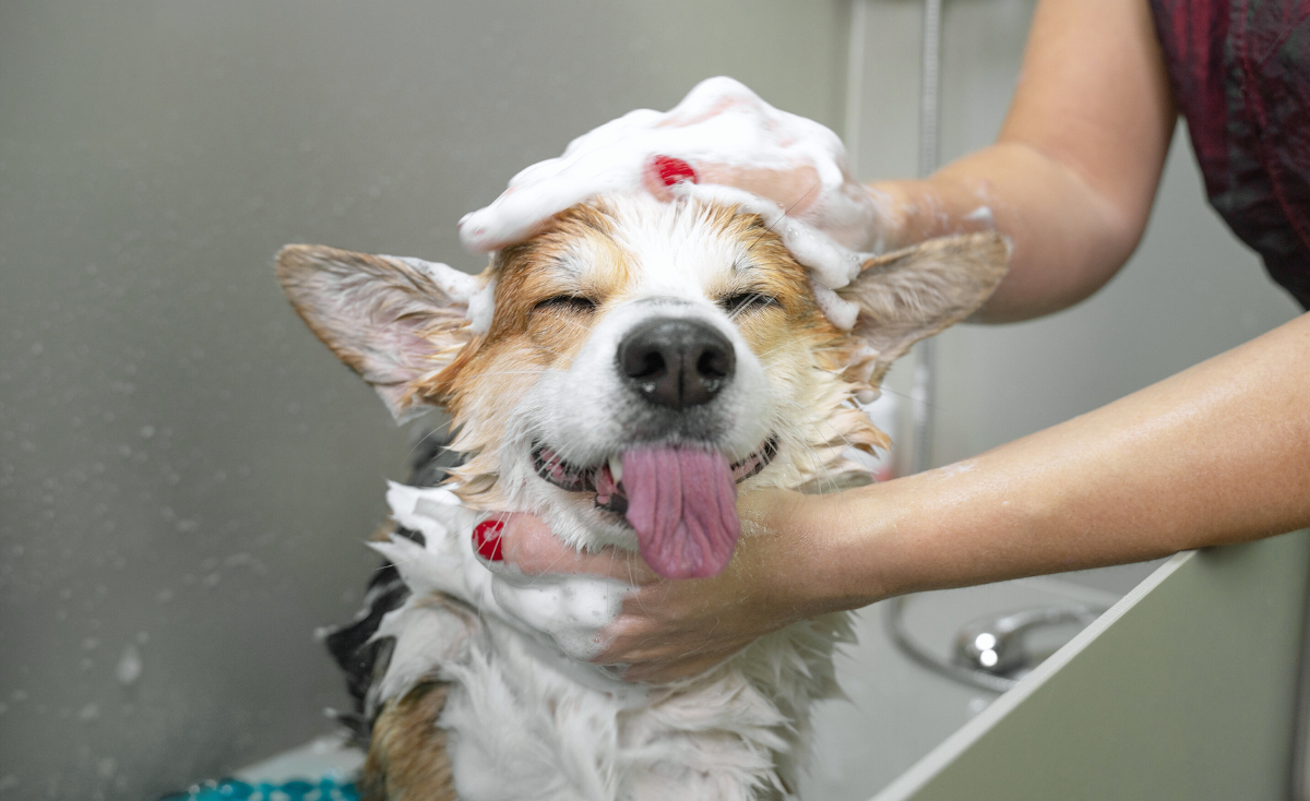 Beat the Heat: Essential Grooming Tips for Cats & Dogs in Singapore's Tropical Climate