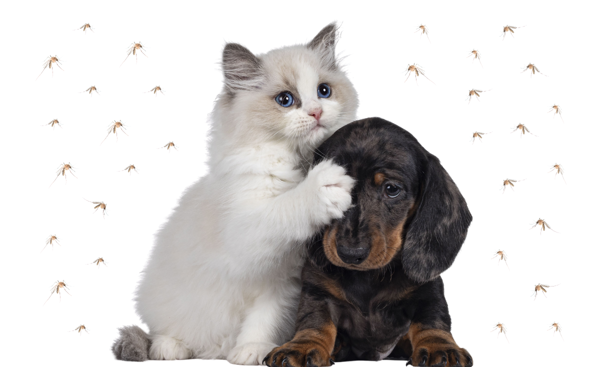 How Does Mosquito Bites Affects Your Pets?