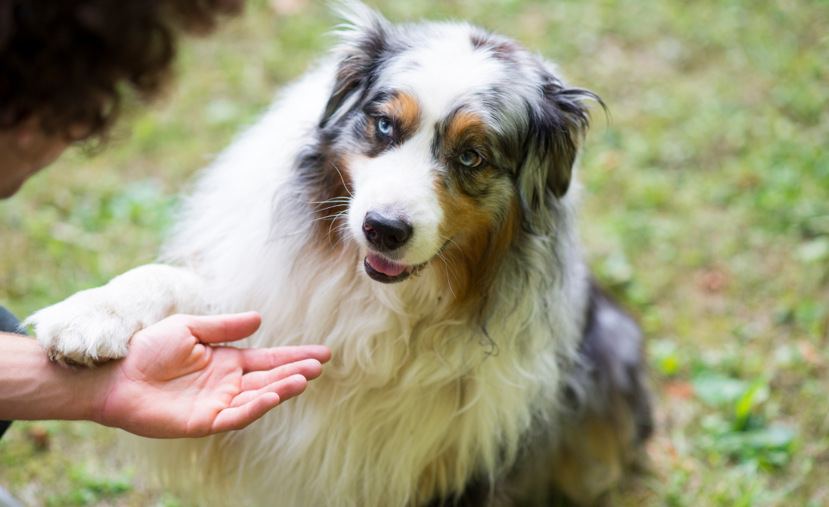 5 Basic Dog Tricks Even New Pet Owners Can Easily Teach