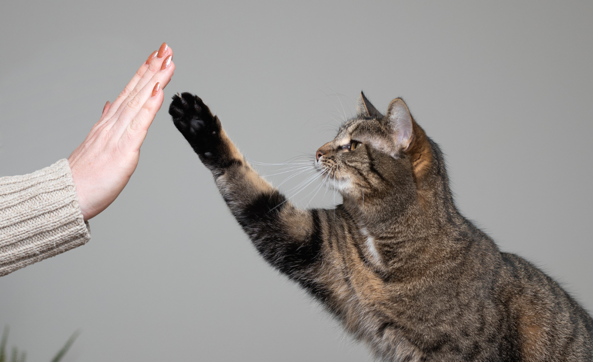 5 Basic Cat Tricks Even New Pet Owners Can Easily Teach