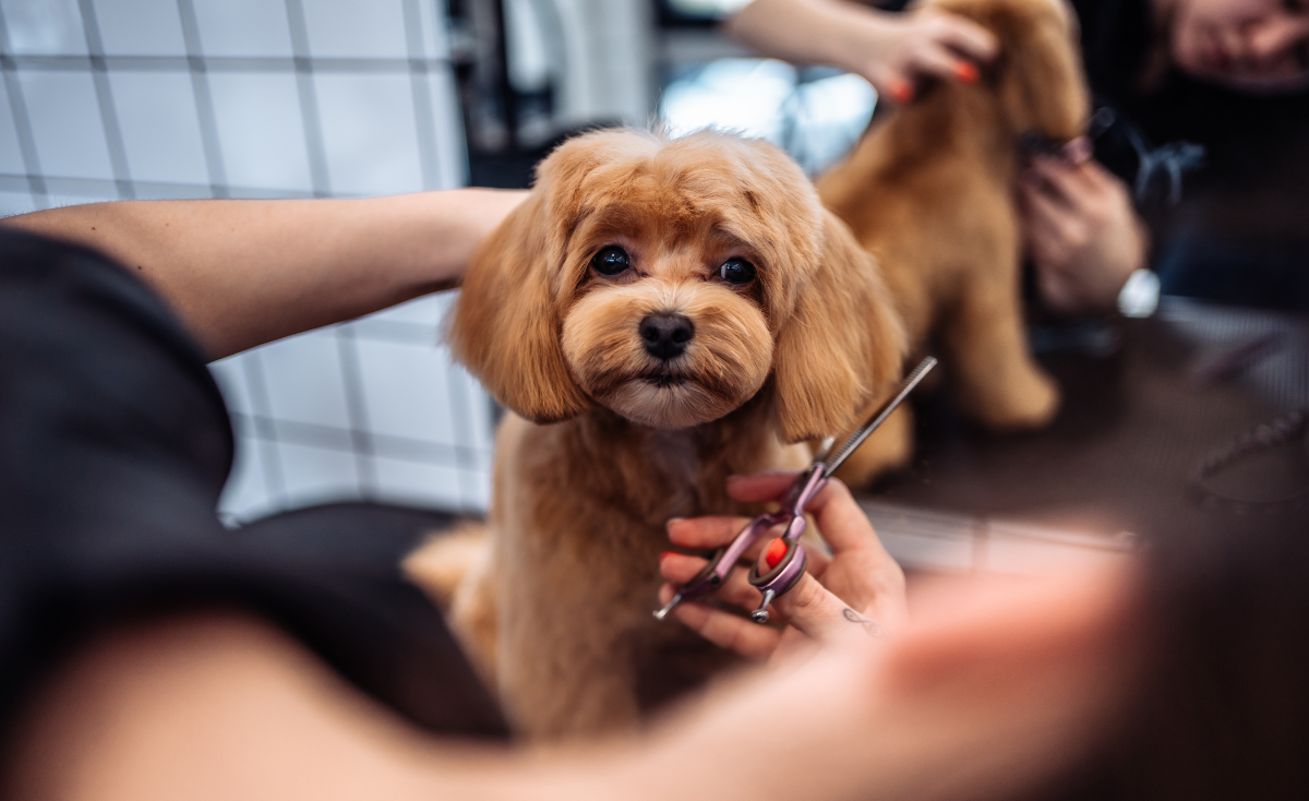 9 Best Dog & Cat Grooming Services in Singapore (2022)
