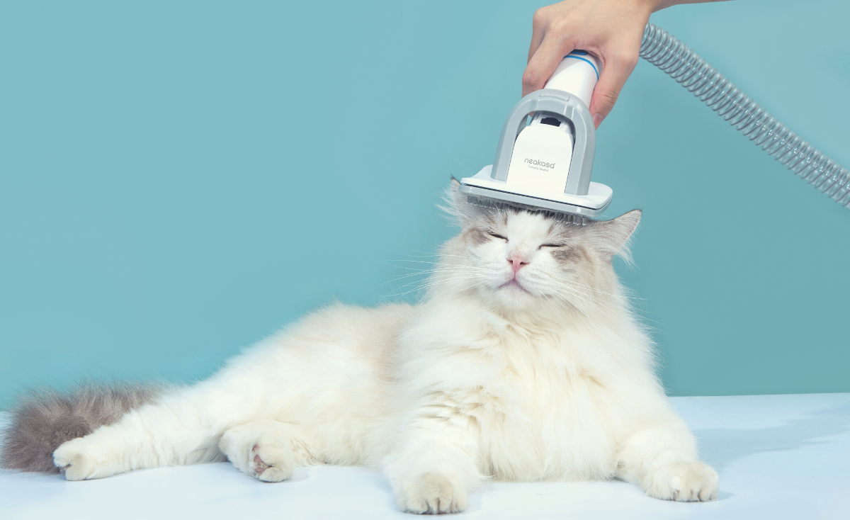 Pet Grooming Safety: Common Mistakes to Avoid For Cats & Dogs in Singapore