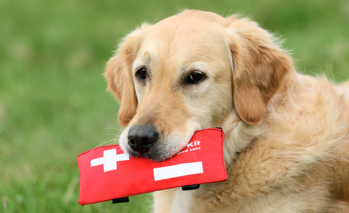 Free Pet First Aid Tutorials You Should Learn Today