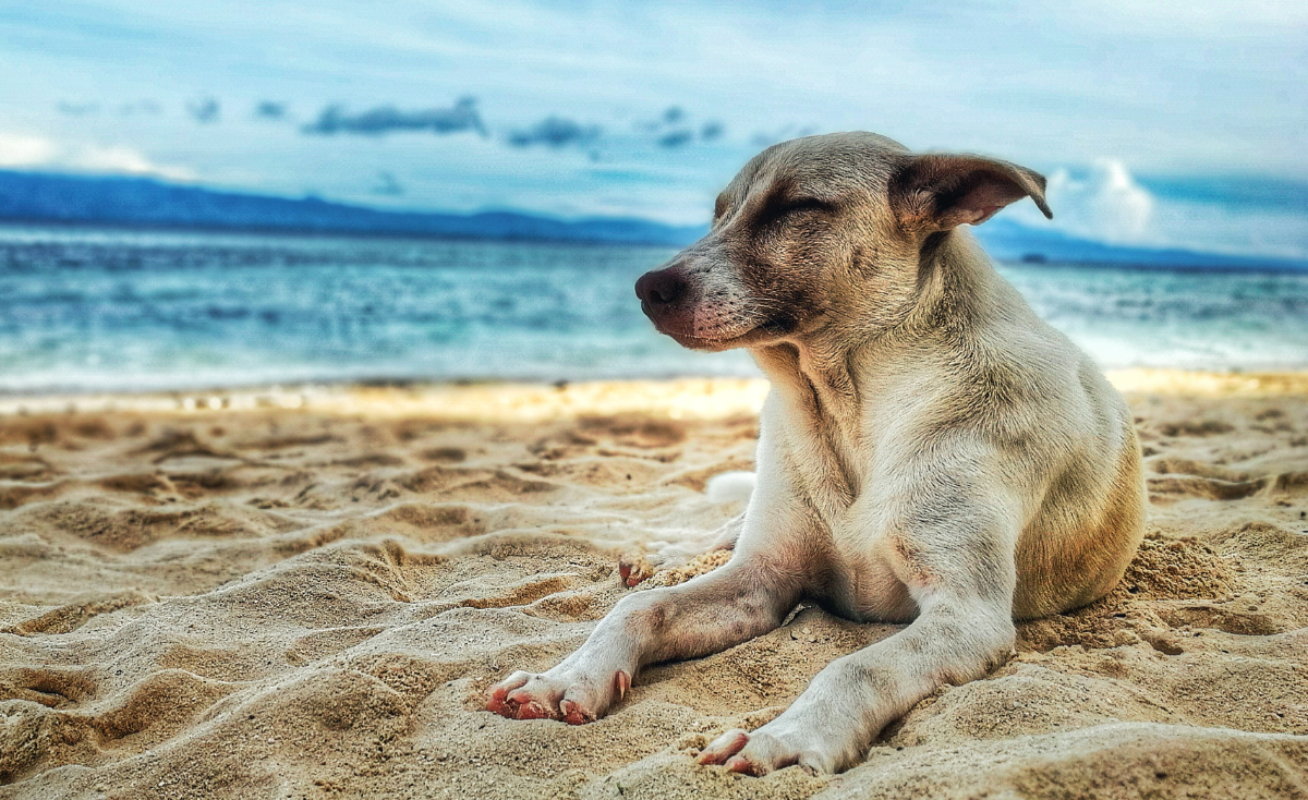 5 Best Dog-Friendly Islands in Singapore