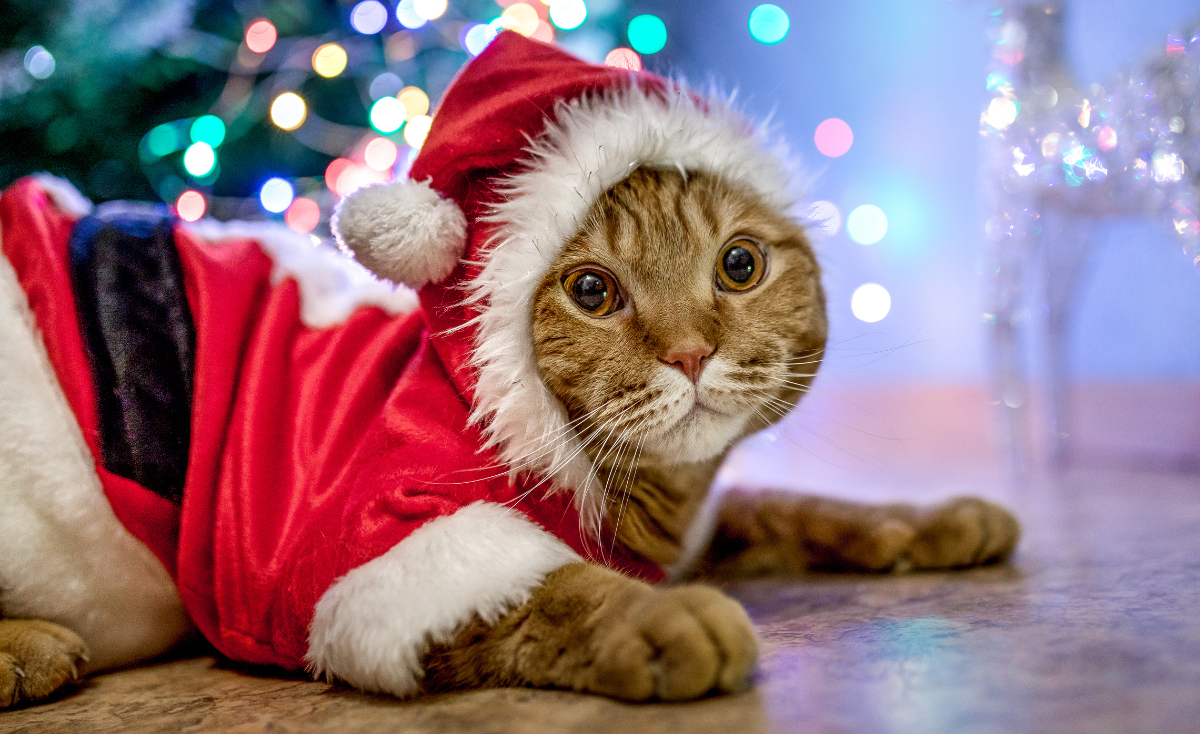 10 Easy & Fun DIY Christmas Costumes For Dogs & Cats