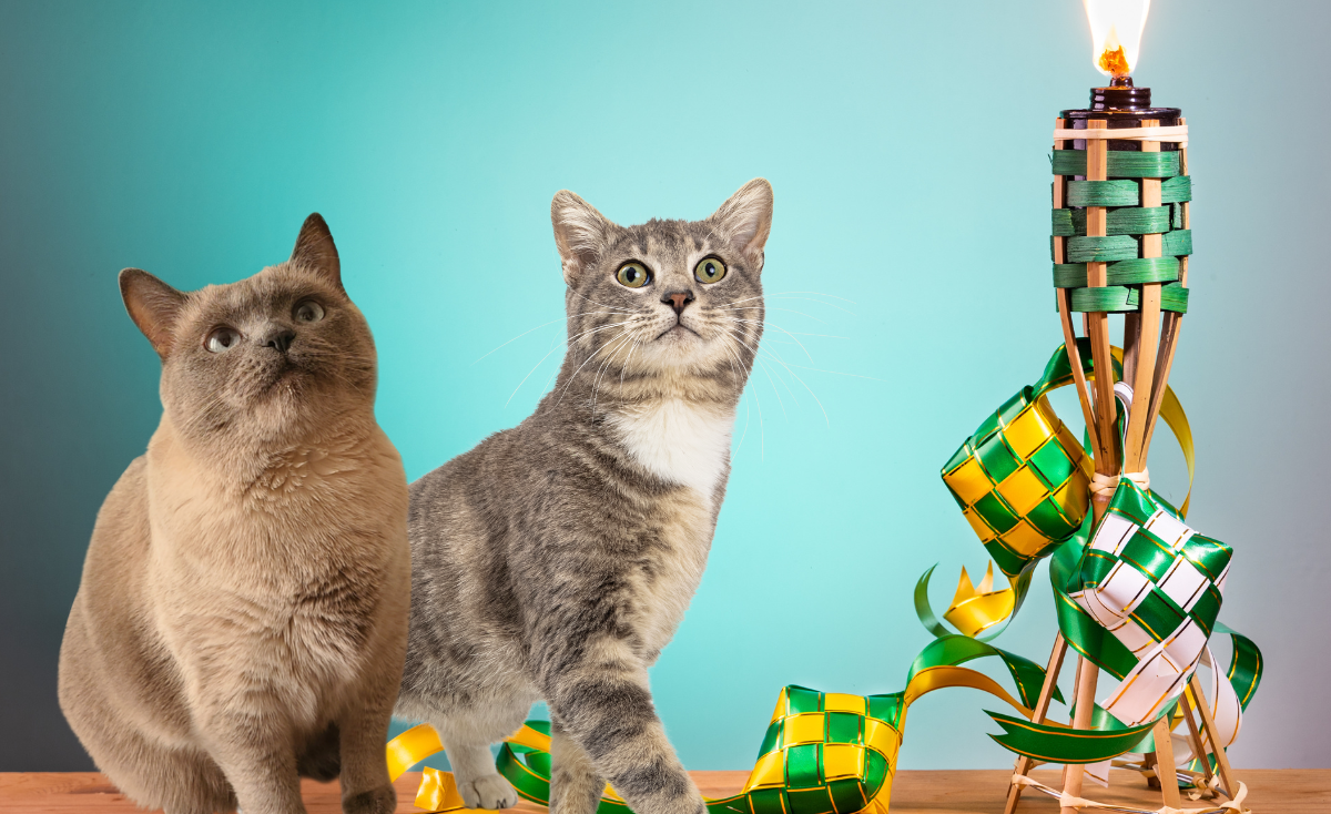 How to Celebrate Hari Raya Puasa With Your Pets in Singapore
