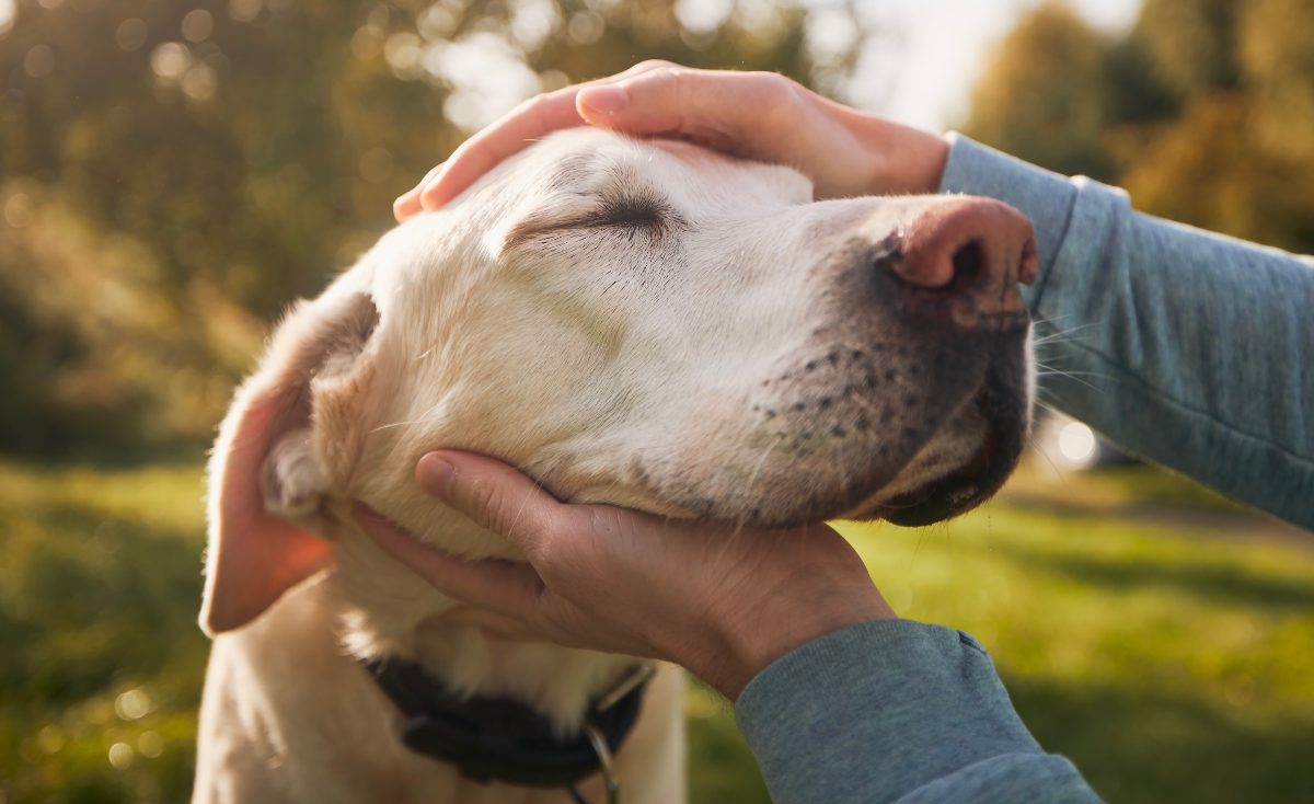 The Healing Power of Pets: How Dogs & Cats Helped People Overcome Physical & Emotional Challenges