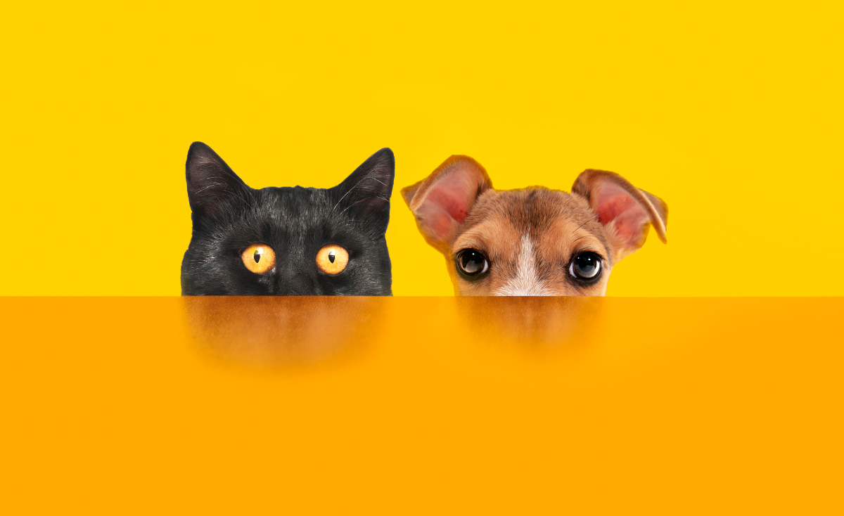 Household Pet Toxins You Might Not Know You Have At Home