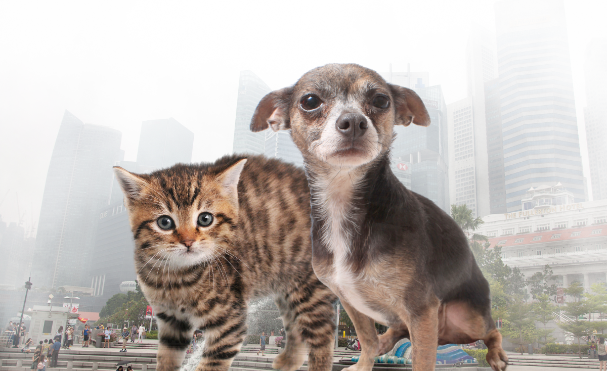 Protecting Your Furry Friend: Hidden Dangers of Haze to Cats & Dogs You Should Be Aware Of In Singapore