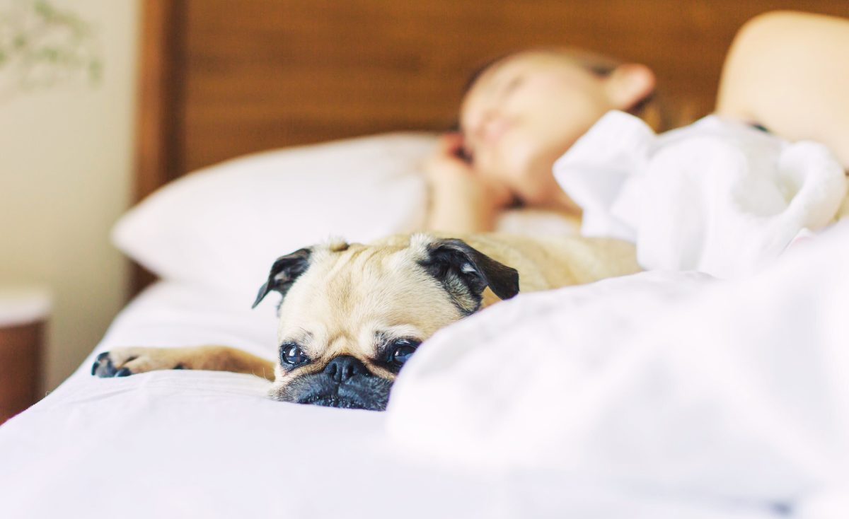 Sleeping With Furry Friends: Should You Share Your Bed with Your Pets in Singapore?