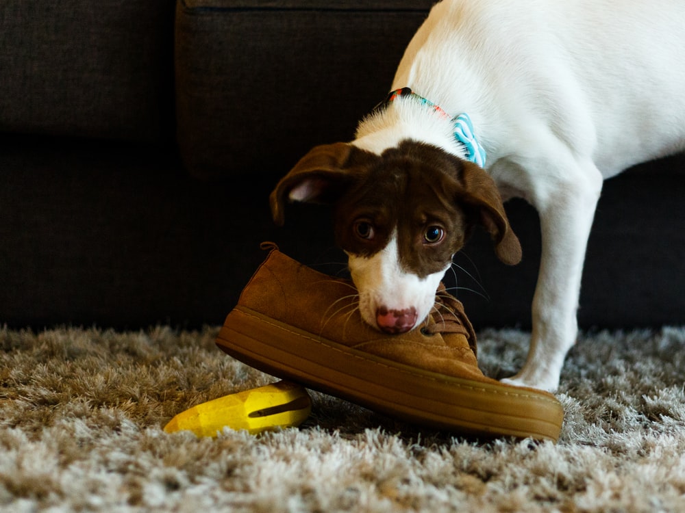 How to Stop your Pet's Destructive Chewing Behavior When You're Away From Home