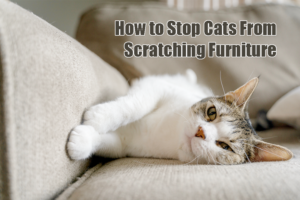 How to Stop Cats From Scratching Furniture