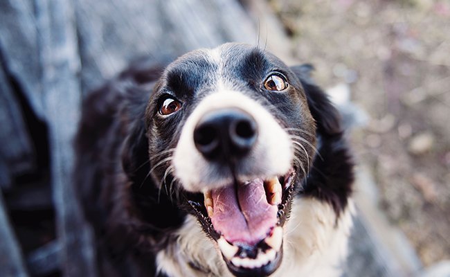 For Dogs