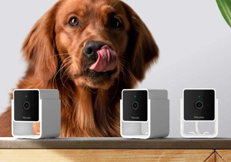 petcube dog camera