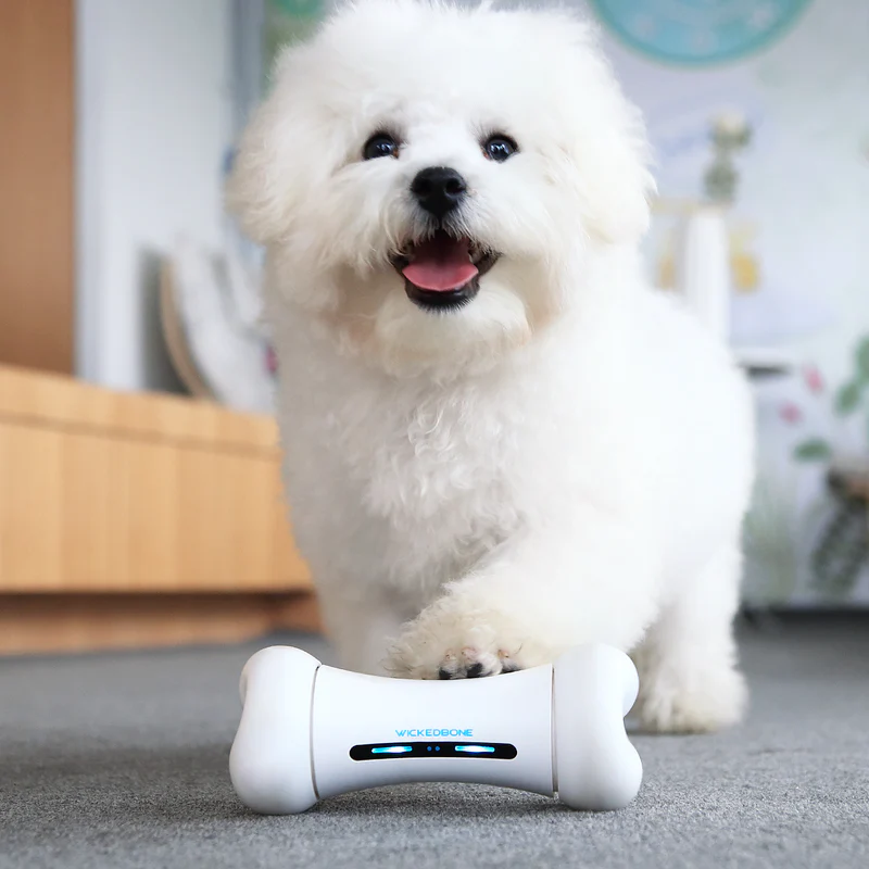 Dog Interactive Play & Exercise Bundle