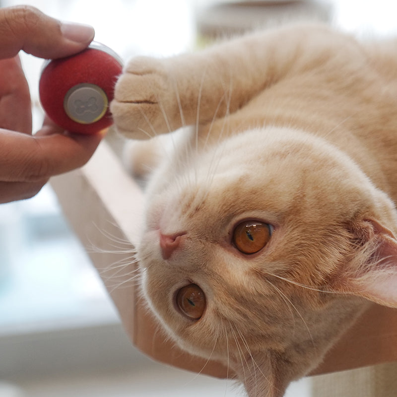 Cheerble Mini WickedBall Interactive Cat Toy
