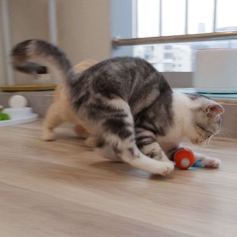Cheerble Mini WickedBall Interactive Cat Toy