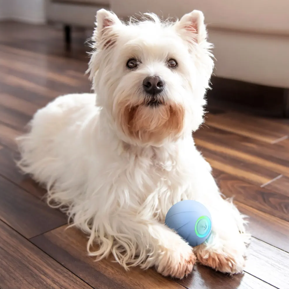 3 Interactive Modes Cheerble Intelligent Interactive Dog Toy Ball with LED  Lights, Wicked Ball SE, Made of Natural Rubber, Active Rolling Ball for  Puppy/Small/Medium Dogs and Cats, DC Rechargeable Blue