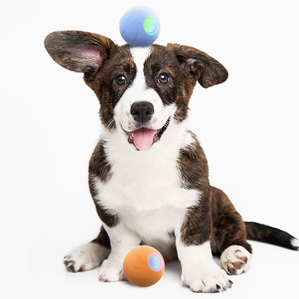 Interactive dog deals